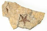 Ordovician Starfish (Petraster?) Fossil - Morocco #193717-1